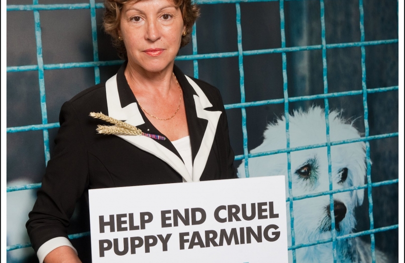 Taunton Deane MP backs new campaign targeting the cruel UK puppy trade