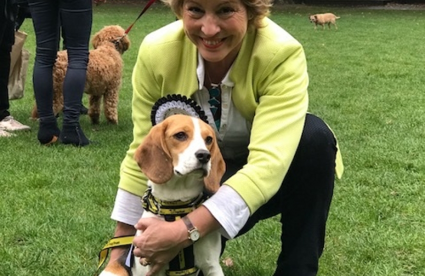 Westminster Dog of the Year